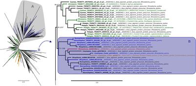 Rhizostomins: A Novel Pigment Family From Rhizostome Jellyfish (Cnidaria, Scyphozoa)